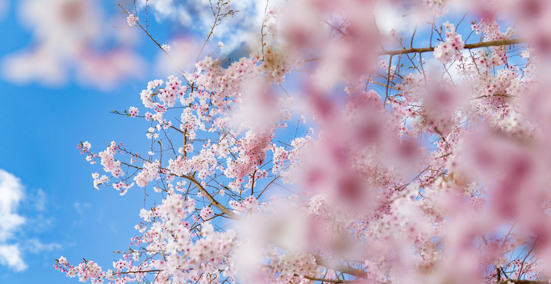 Springtime-skincare-and-haircare-routines