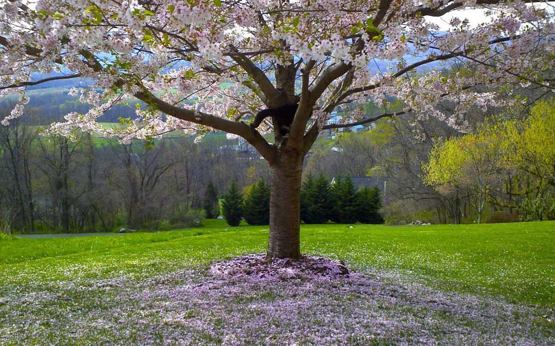 Springtime Breaths life into Your Skin